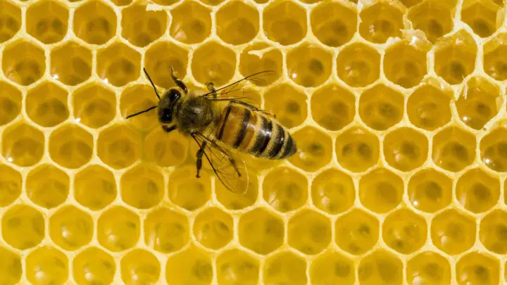 Cosa fanno in inverno le api?