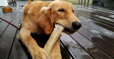 Perché ai cani piacciono gli ossi