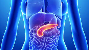 a cosa serve il pancreas? Il pancreas svolge un ruolo importante nel sistema digestivo rilasciando enzimi digestivi nell'intestino tenue