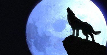 perché i lupi ululano alla luna?