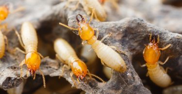 Perché le termiti mangiano il legno